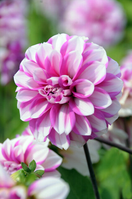 Priceless Pink