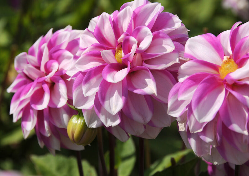 Priceless Pink