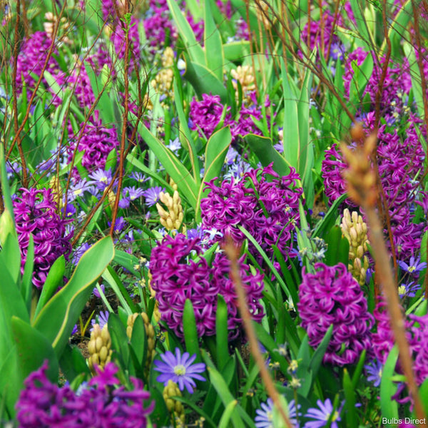 Purple Sensation Hyacinth | Order Hyacinth Bulbs online | Bulbs Direct NZ