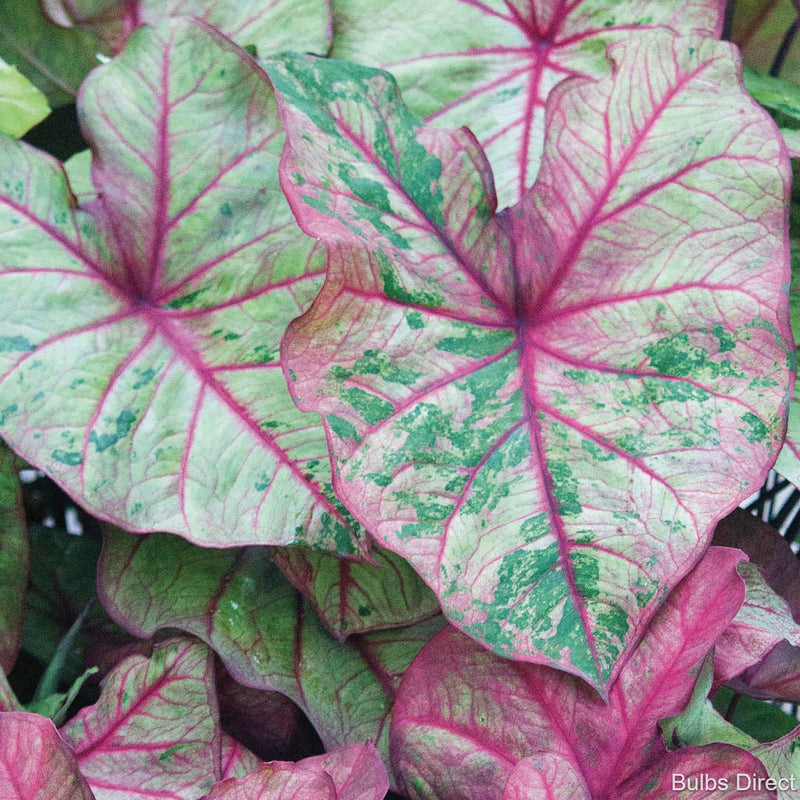 Autumn Beauty