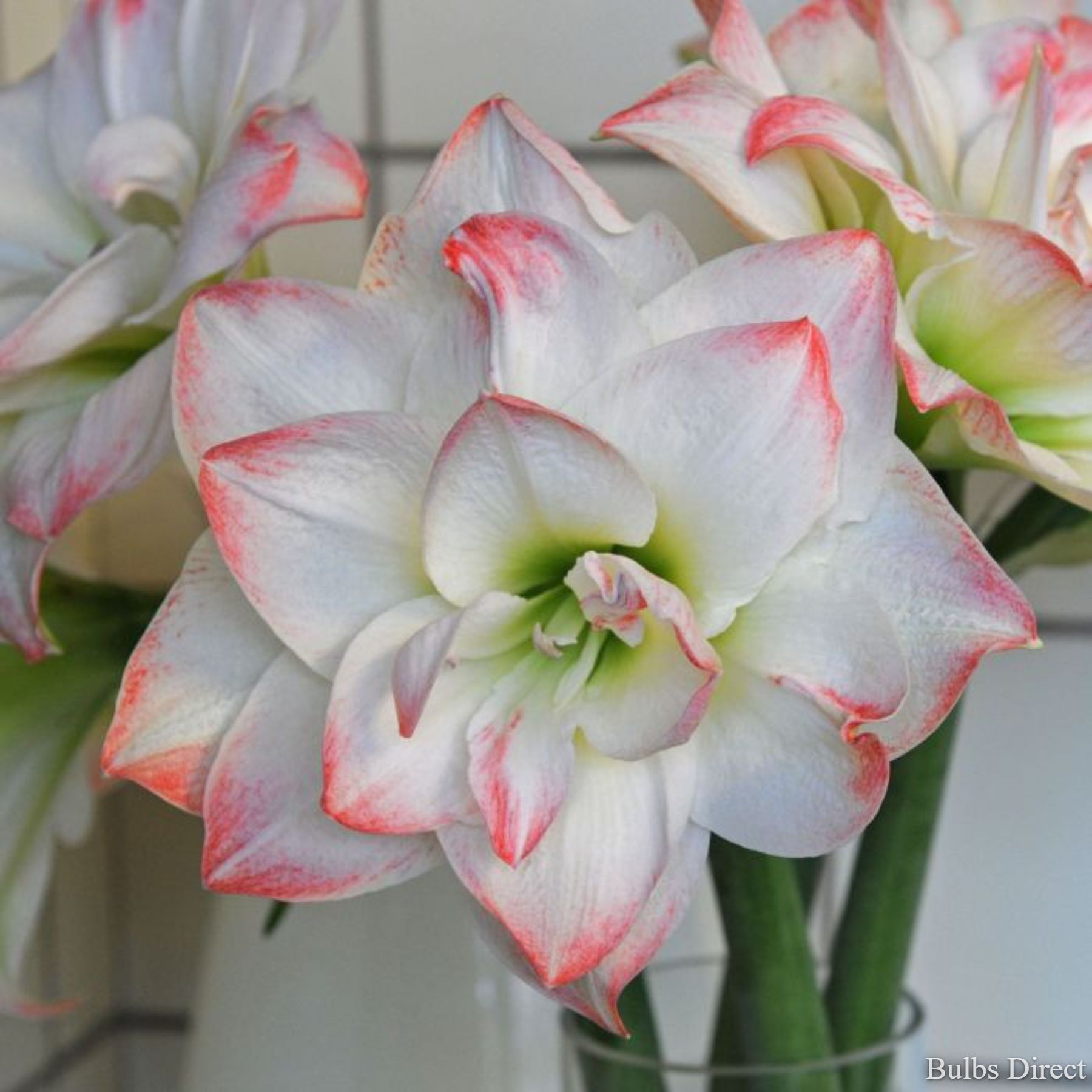 Bulbs Direct Amadeus Candy Hippeastrum | Buy Amaryllis Bulbs online | Bulbs Direct NZ