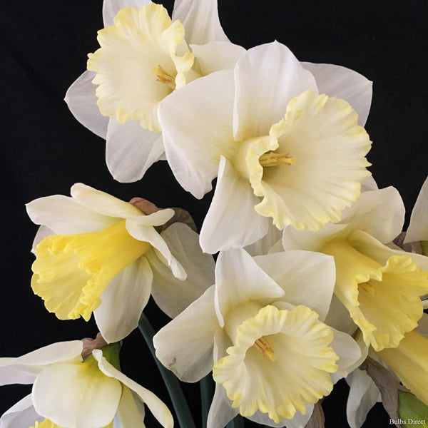 Annalise Daffodils | Order Daffodil Bulbs online | Bulbs Direct NZ