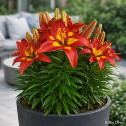 asiatic lily bulbs online Feng Shui Asiatic Lily | Order Lily Bulbs online