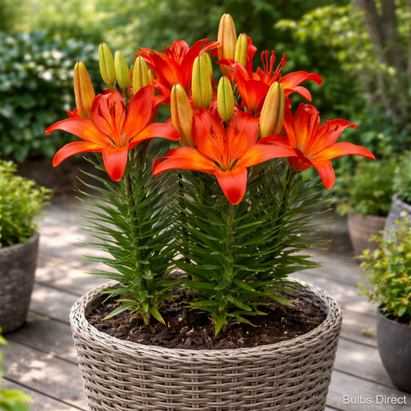 Bulbs Direct Patio Matrix Asiatic Lily | Order Lily Bulbs online | Bulbs Direct NZ