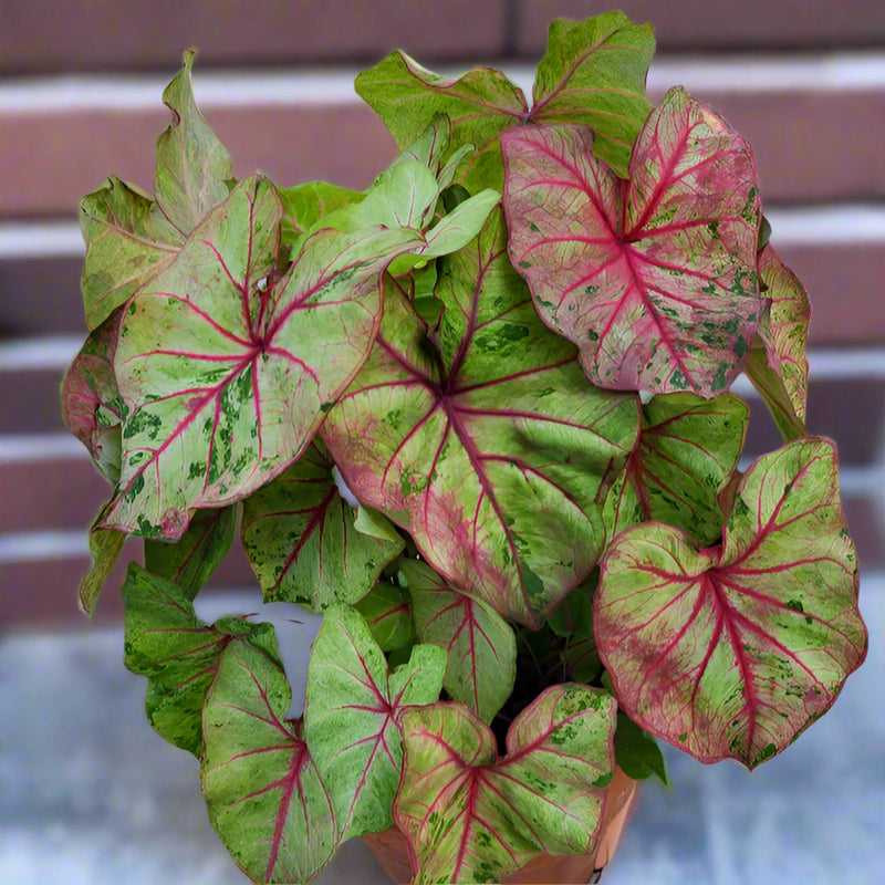 Autumn Beauty