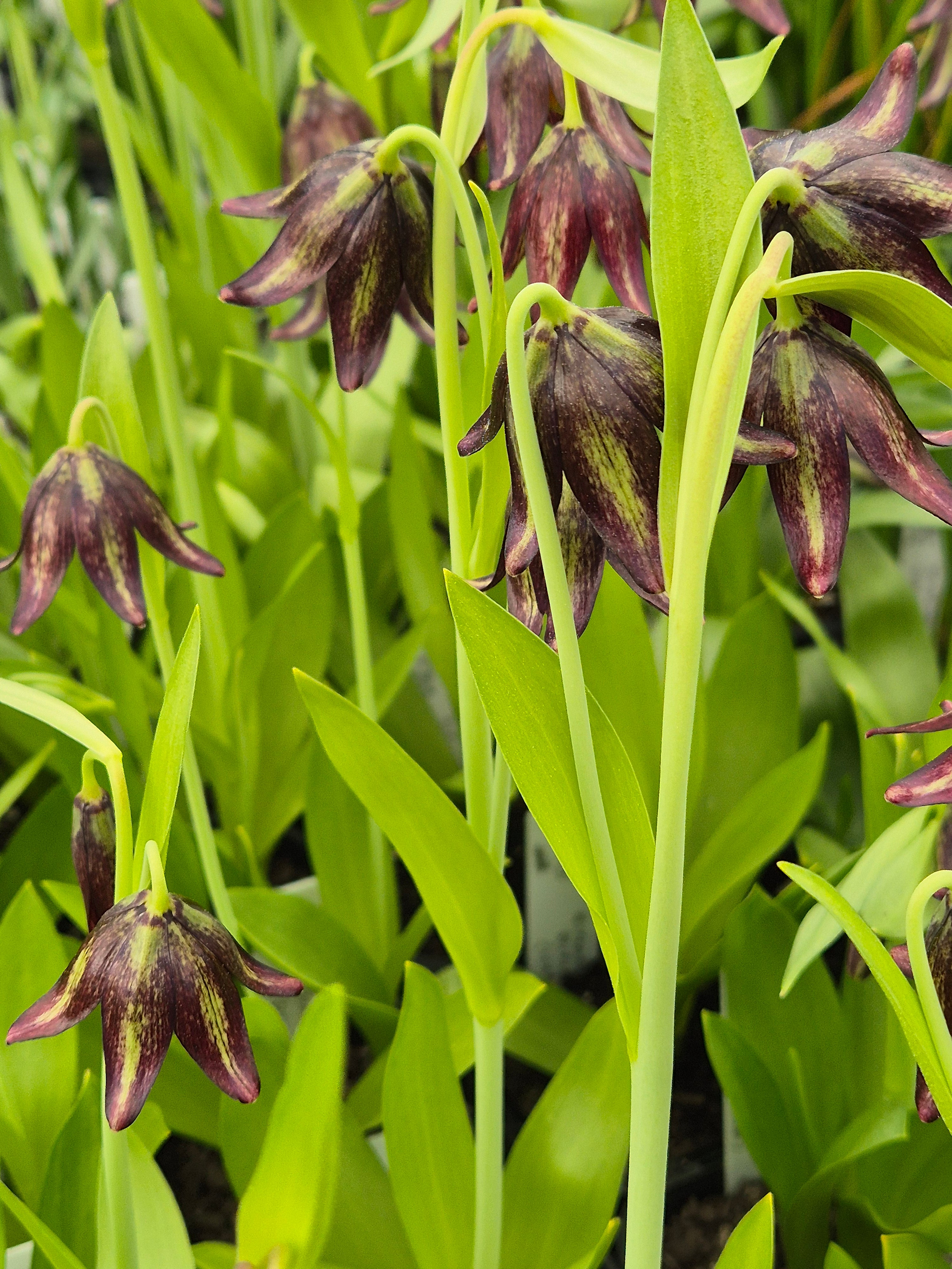 Fritillaria Biflora | Buy Fritillaria Bulbs Online | Bulbs Direct NZ