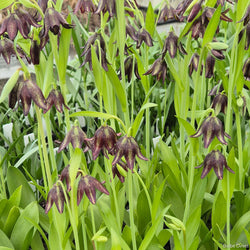 Biflora var. Biflora