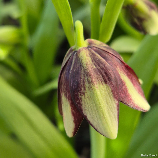 Biflora var. Ineziana