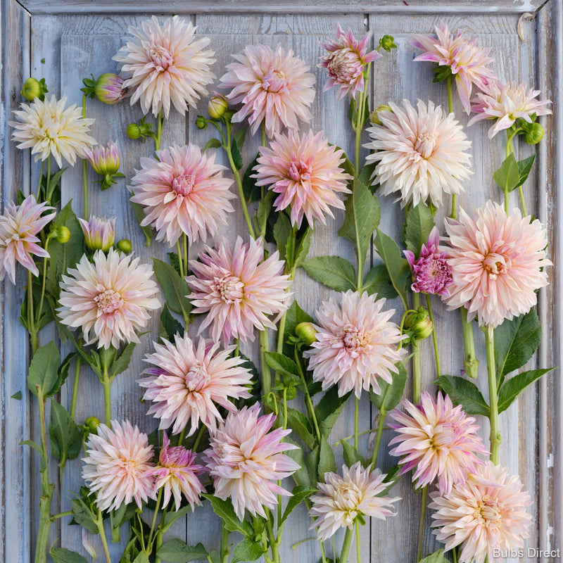 Bulbs Direct Bulbs Direct NZ | Quality NZ Flower Bulbs | Delivered Direct To You