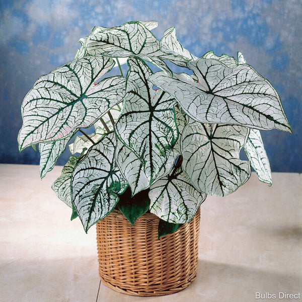 Caladium Candidum with striking green and white leaves