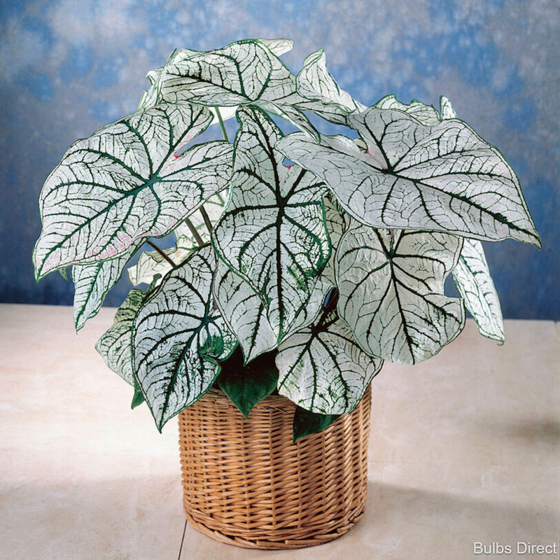 Caladium Candidum with striking green and white leaves