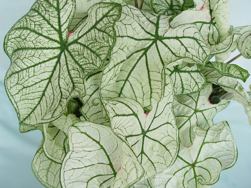 Candidum