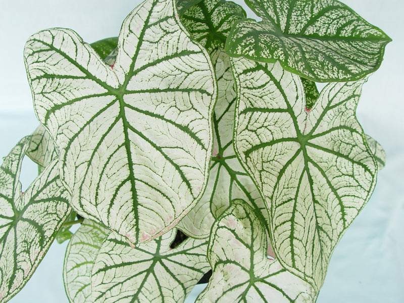 Candidum SR