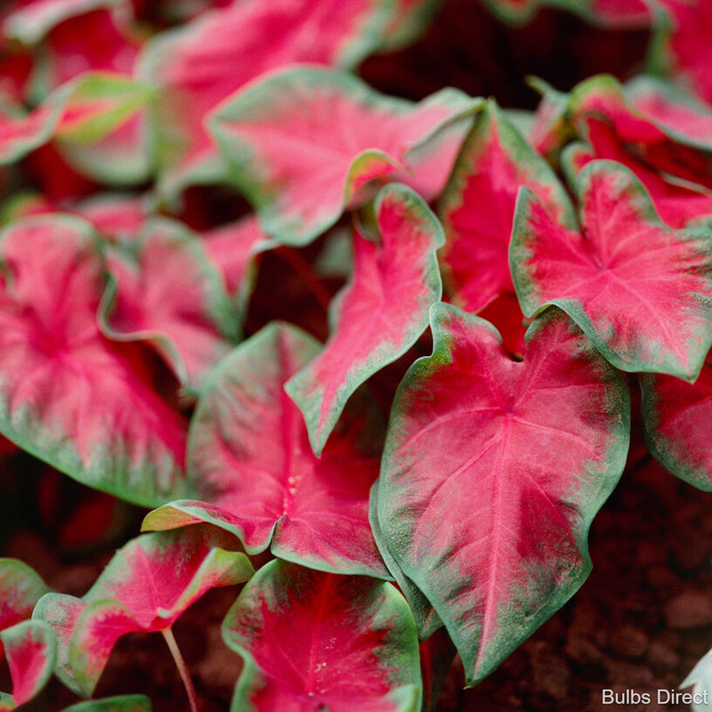 Close-up of pink and green leaves of Caladium Cherry Tart