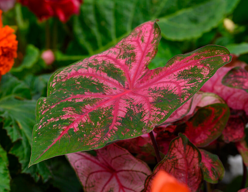 Close-up of a Caladium Fannie Munson a pink and green leaf