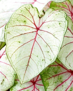Close-up of green and red caladium leaf pattern