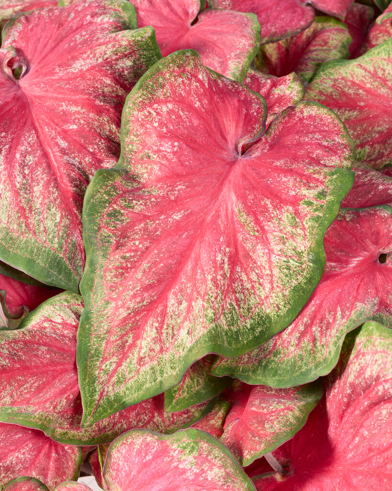 Close-up of pink and green caladium leaves