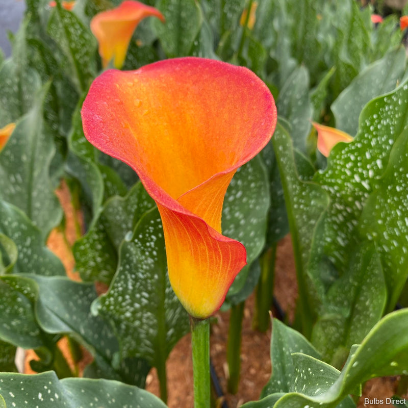 Calla BD-PU7 red orange calla lily