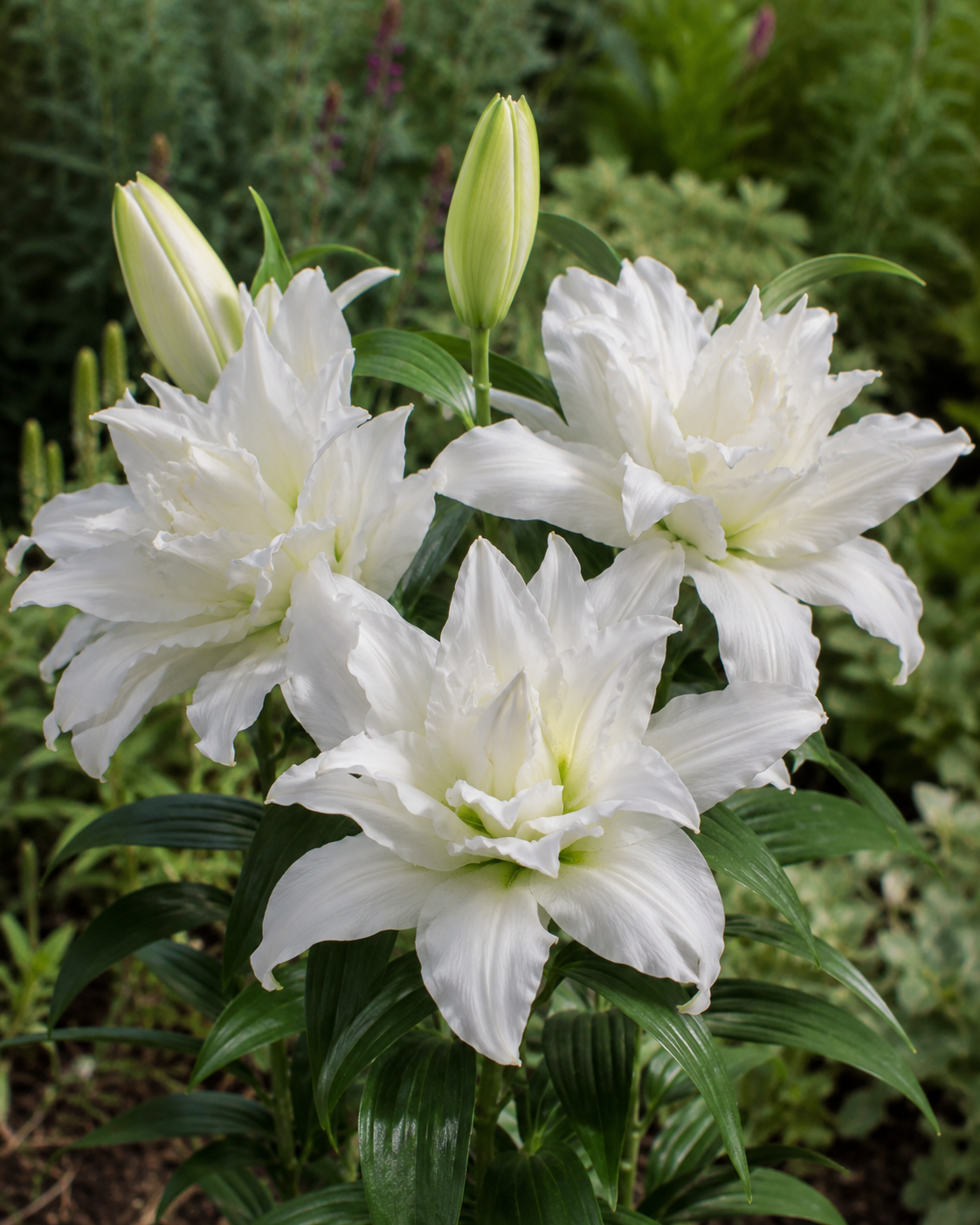 Double Dutch Crystal Oriental Lily | Order Lily Bulbs online | Bulbs ...