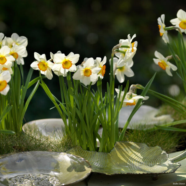 Actaea Daffodils | Order Daffodil Bulbs online | Bulbs Direct NZ