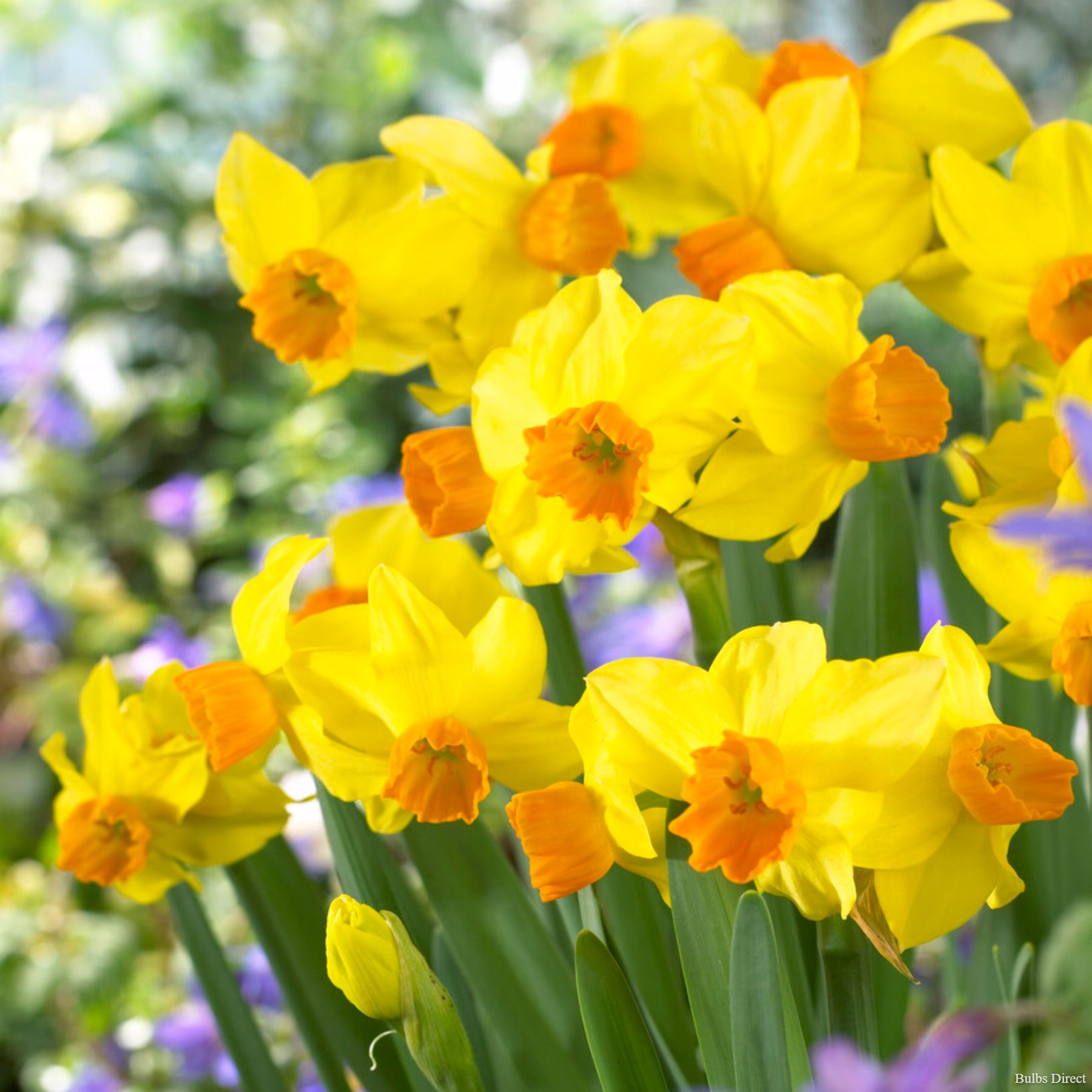 Bittern | Order Daffodil Bulbs online | Bulbs Direct NZ