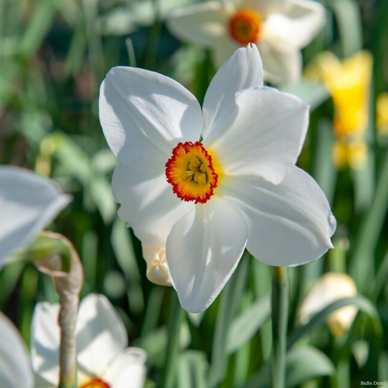 Bulbs Direct Recurvus Daffodils | Order Daffodil Bulbs online | Bulbs Direct NZ
