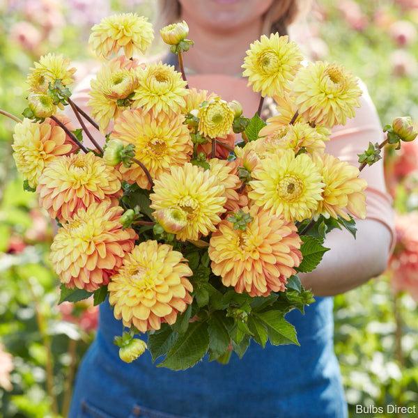 Dahlia Bronze Glory Yellow and Peach