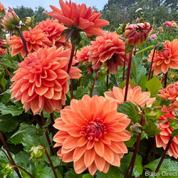 Dahlia Nicholas - peach and rusty crimson dahlias with green foliage.