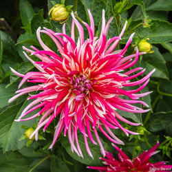 Dahlia Samourai - Close-up of a vibrant pink and white flower with green leaves