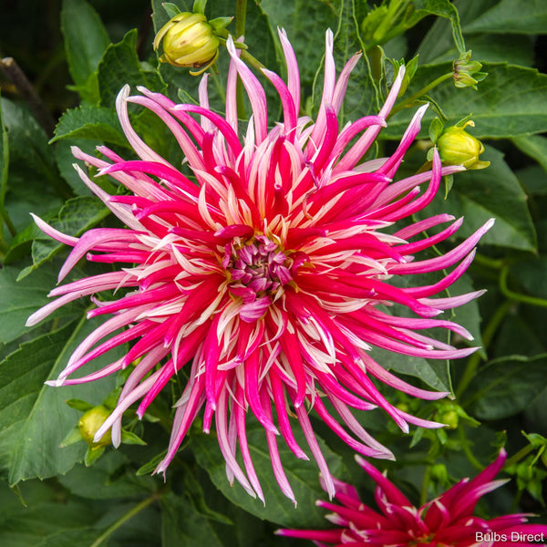 Dahlia Samourai - Close-up of a vibrant pink and white flower with green leaves
