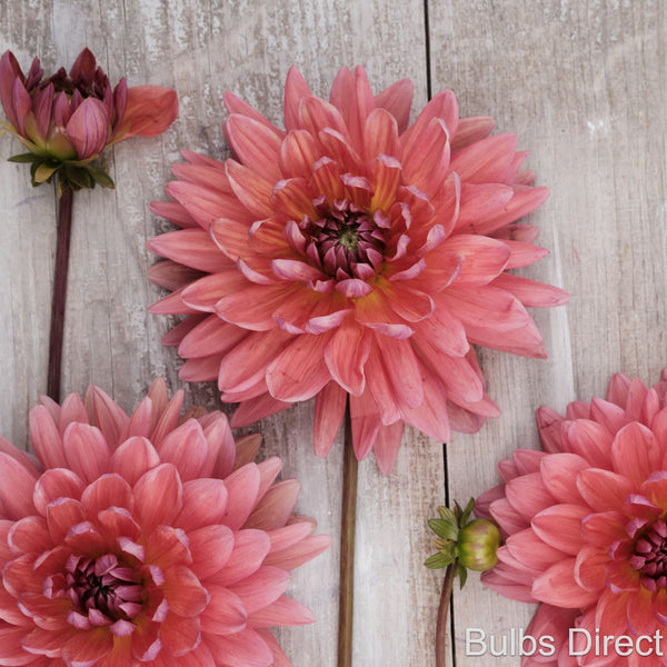 Dutch Pearl Dahlias | Buy your Dahlia Tubers online | Bulbs Direct NZ