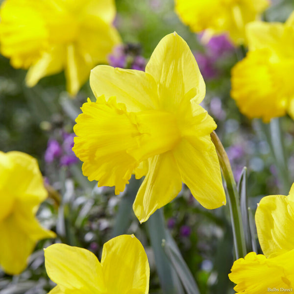 Bulbs Direct Exception Daffodil | Order Daffodil Bulbs online | Bulbs Direct NZ