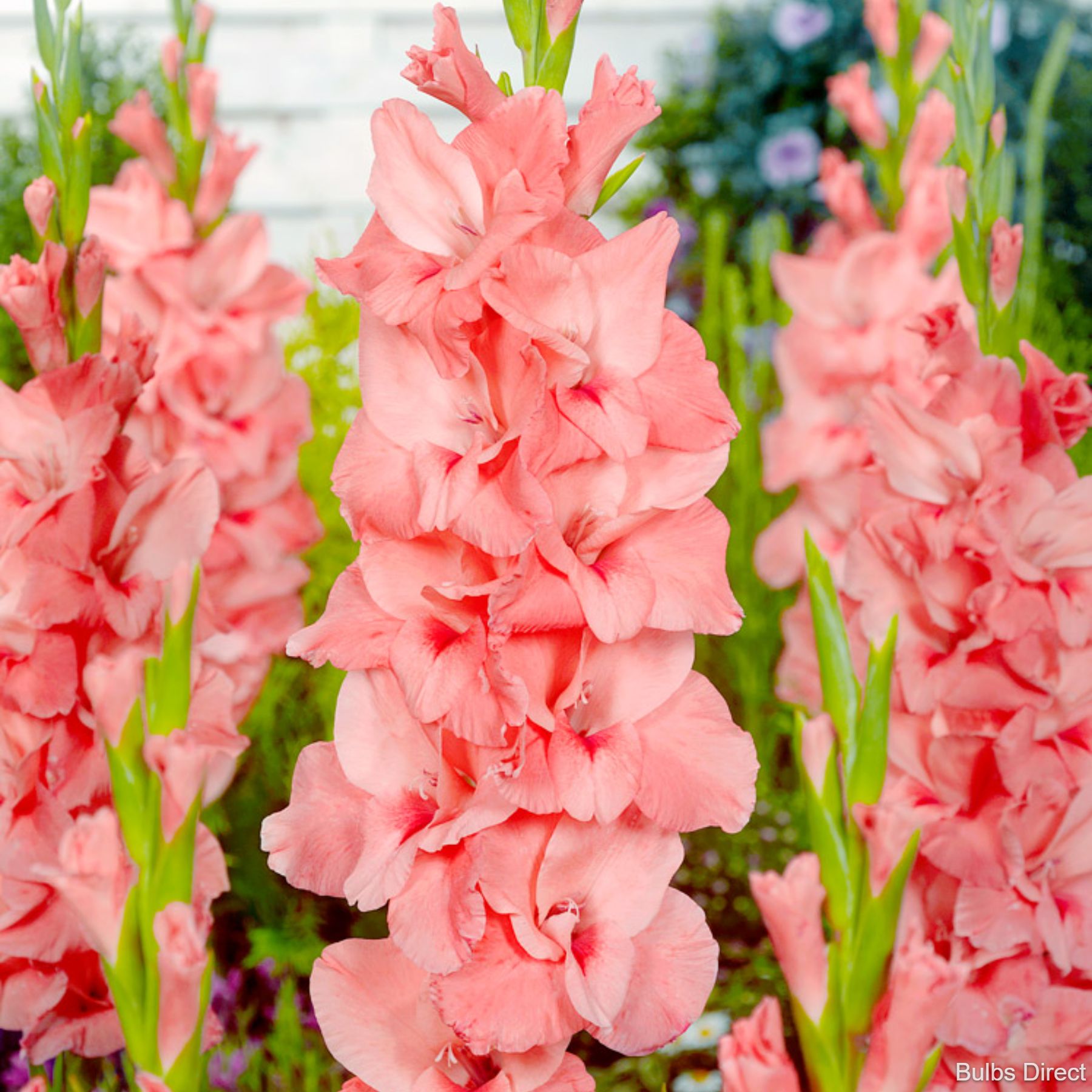 Bulbs Direct Gladioli Bulbs Amazon at Michelle Peckham blog