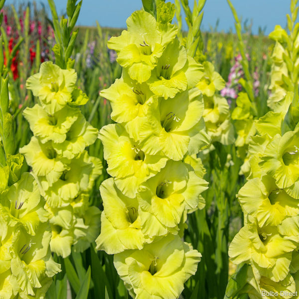 Kio Gladioli Order Gladioli Bulbs online Bulbs Direct NZ