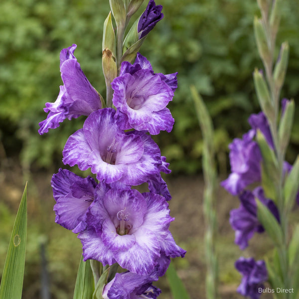 Mauve Muse