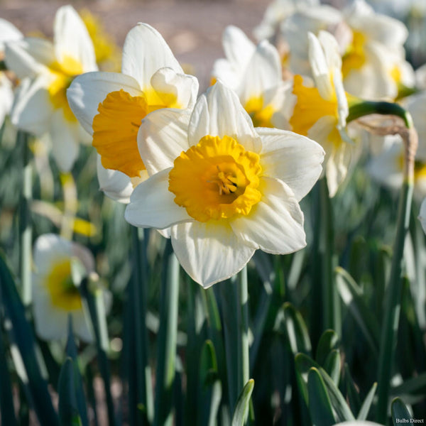 Gunshot Daffodils | Order Daffodil Bulbs online | Bulbs Direct NZ