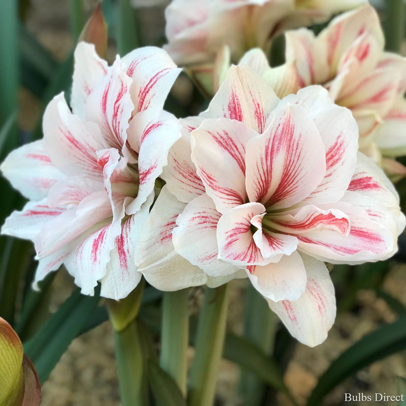 Aquaro Hippeastrum | Order online - Bulbs Direct NZ