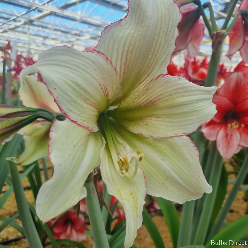 flora magica hippeastrum Hippeastrum Green Magic | Green & White Amaryllis