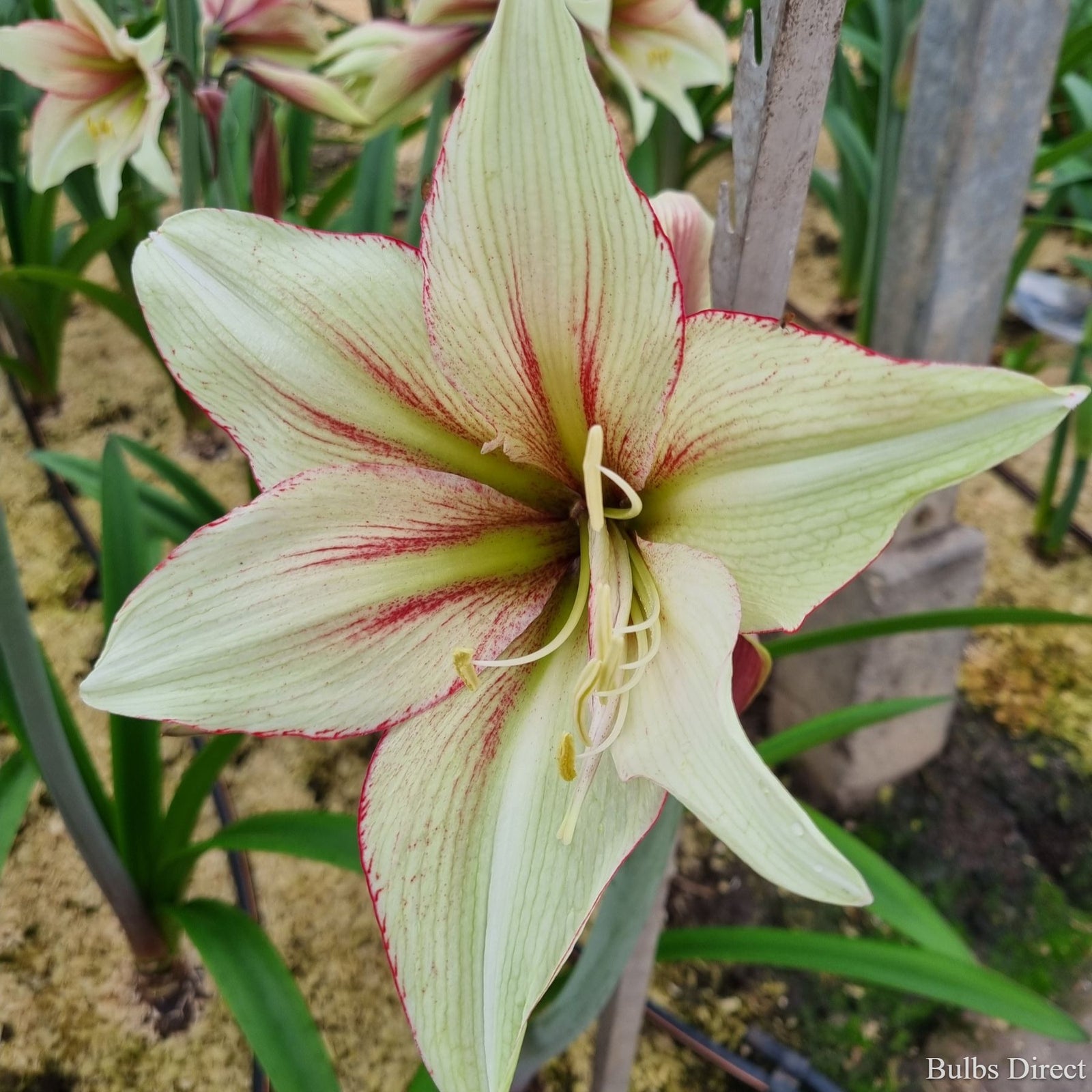 Hippeastrum Green Magic | Green & White Amaryllis