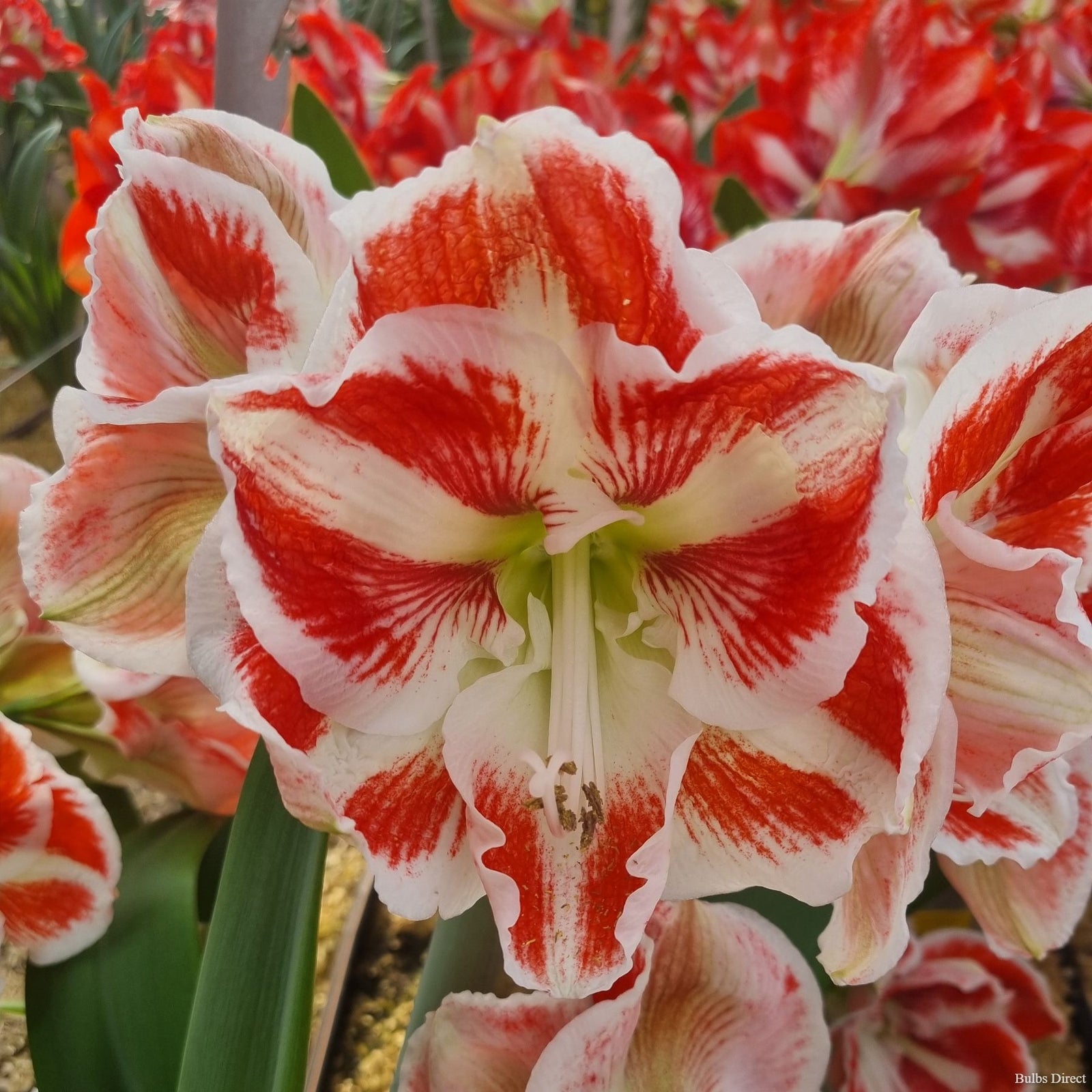 easy samba asiatic lily Hippeastrum Samba | Red - Cream Amaryllis