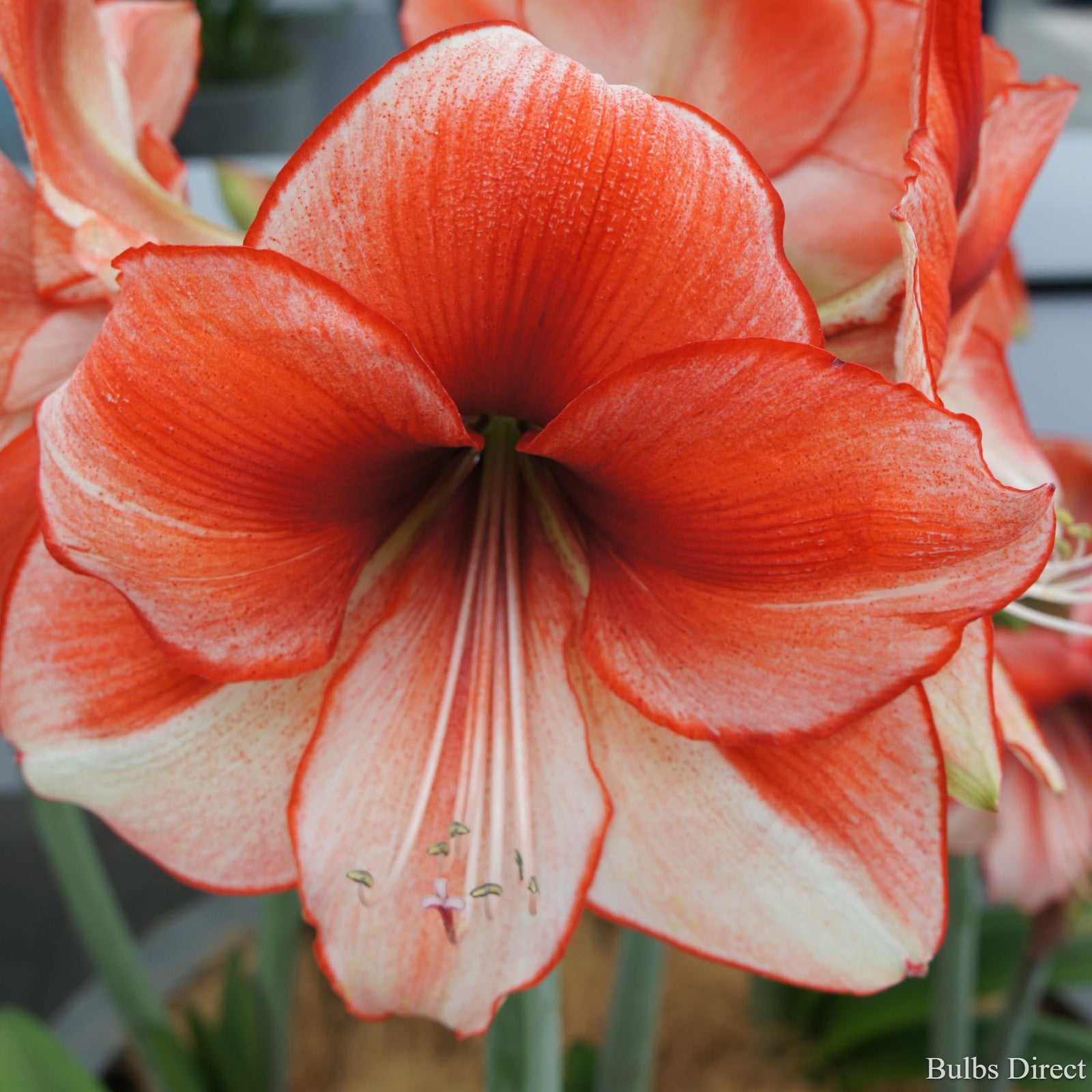 Hippeastrum Stardust | Red & White Brushed Amaryllis