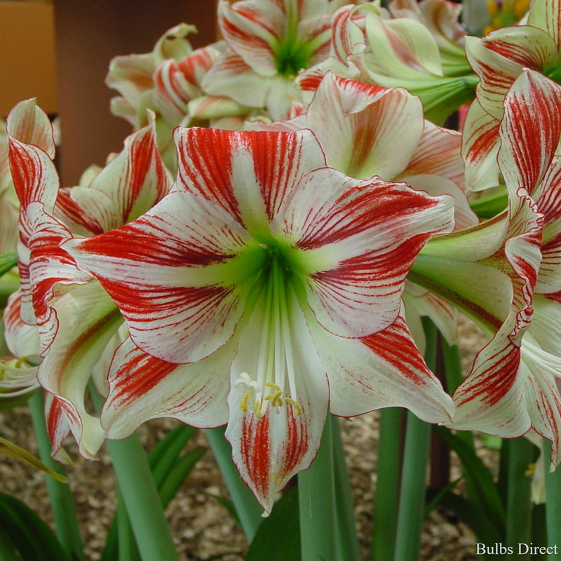 Ambiance Hippeastrum | Buy Amaryllis Bulbs online