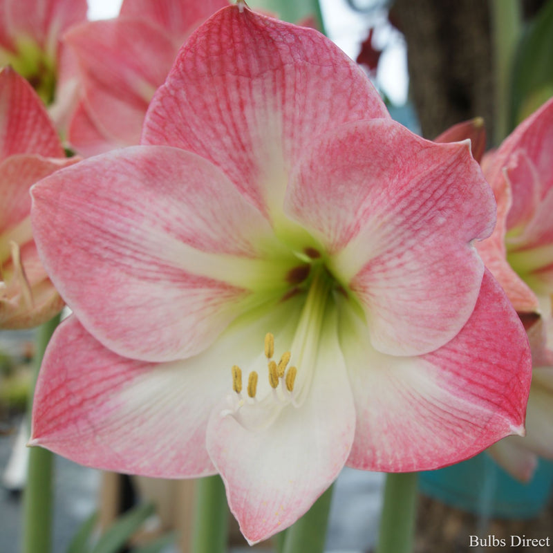 apple blossom hippeastrum Apple Blossom Hippeastrum | Order online