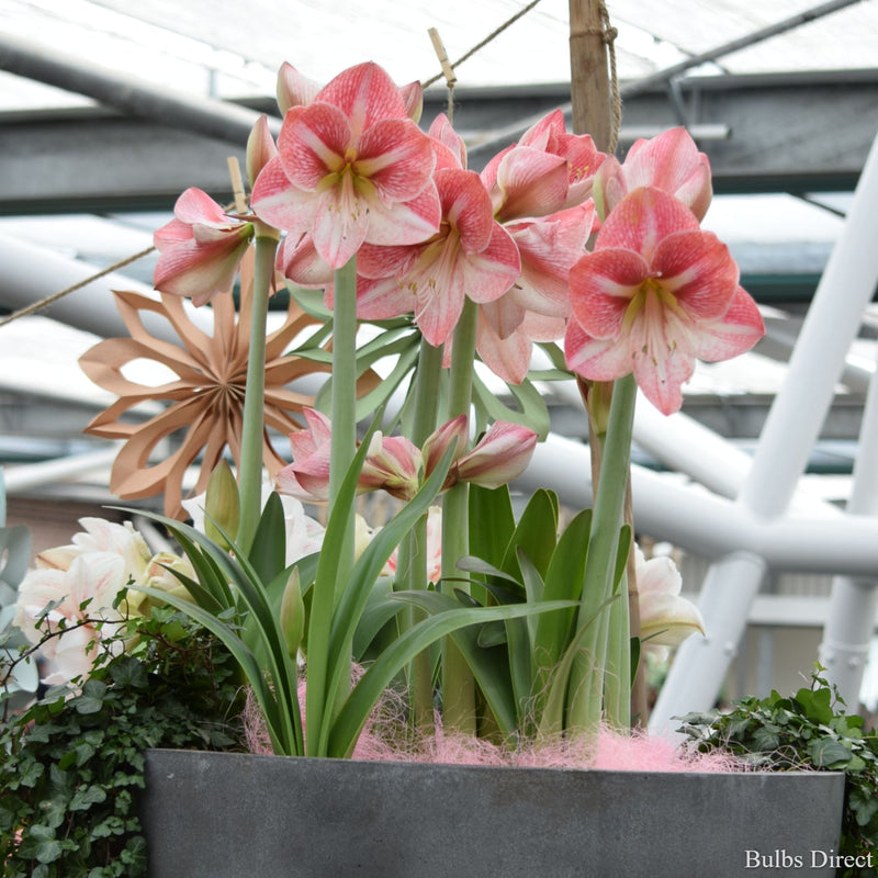 Apple Blossom Hippeastrum | Order online