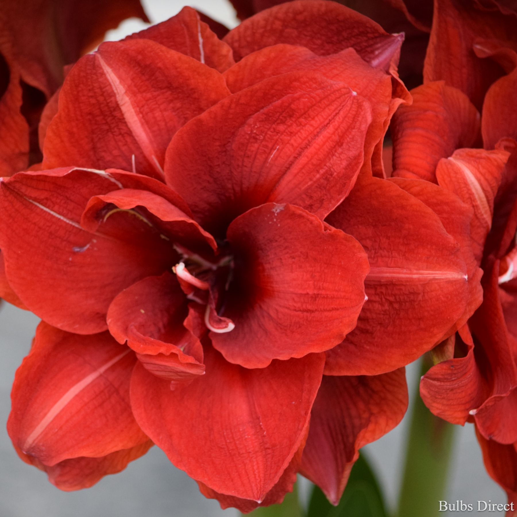 Cherry Nymph Hippeastrum | Order Hippeastrum Bulbs online - Bulbs Direct