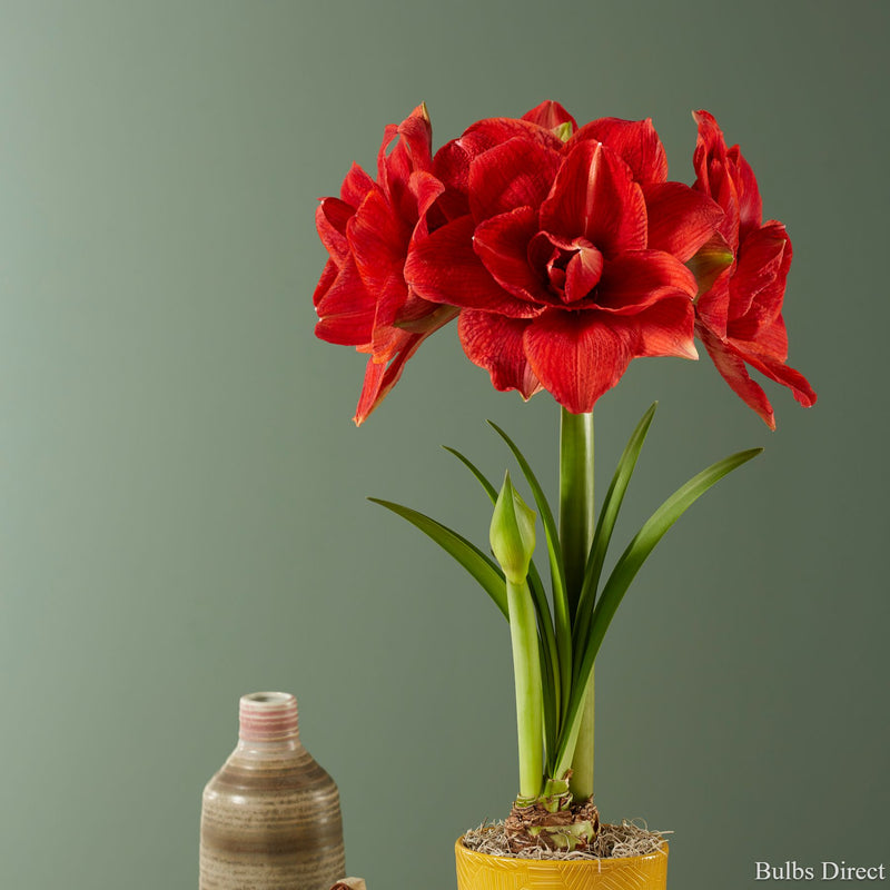 Cherry Nymph Hippeastrum | Order Hippeastrum Bulbs online - Bulbs Direct