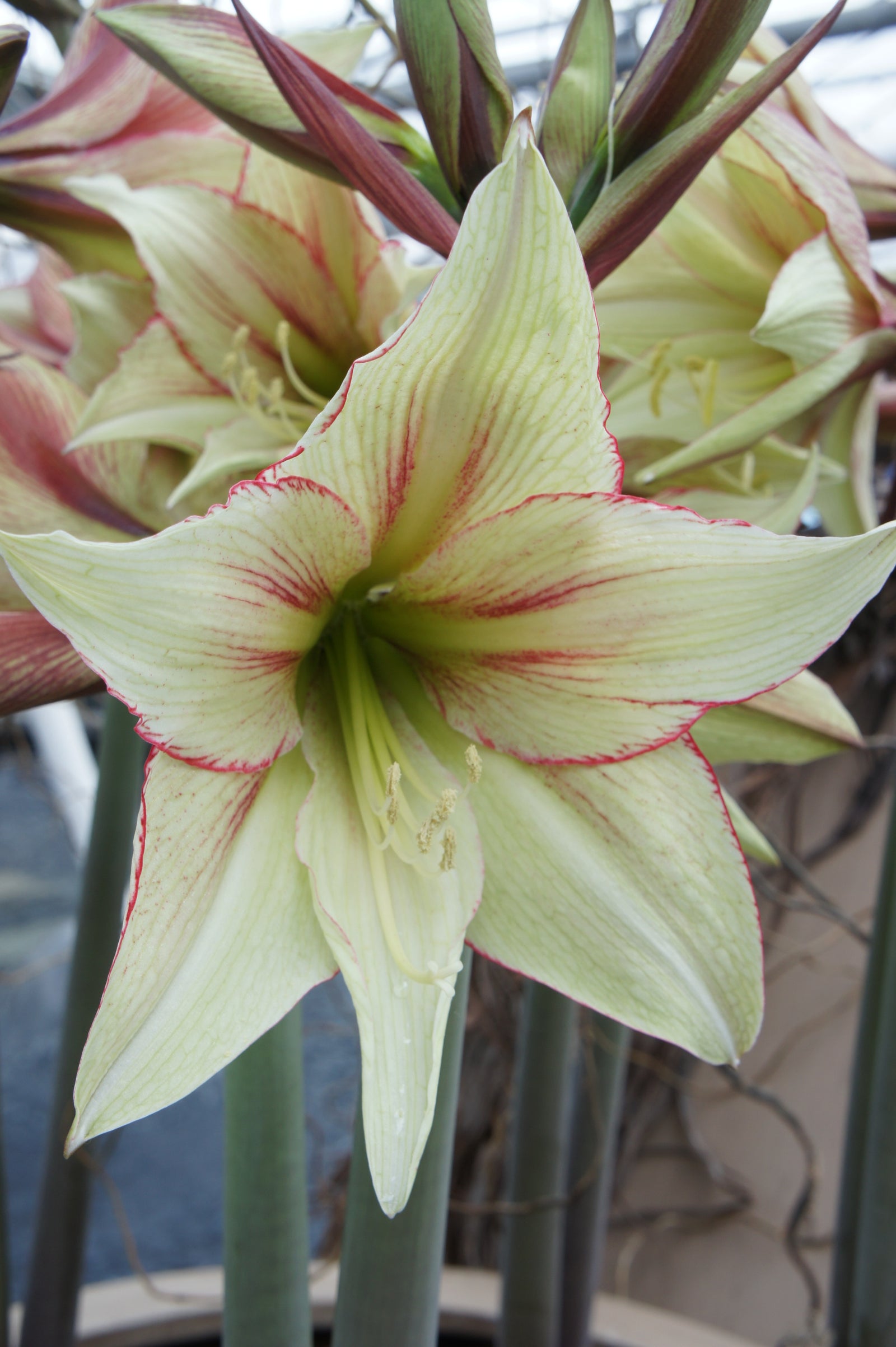 Hippeastrum Green Magic | Green & White Amaryllis