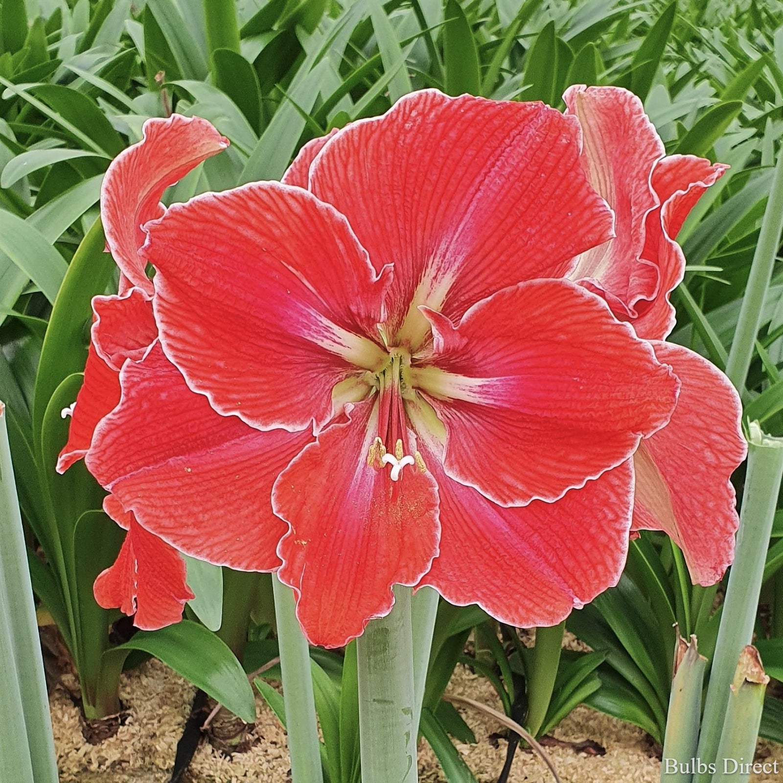 hippeastrum amaryllis Magical Touch Hippeastrum | Order Hippeastrum Bulbs online