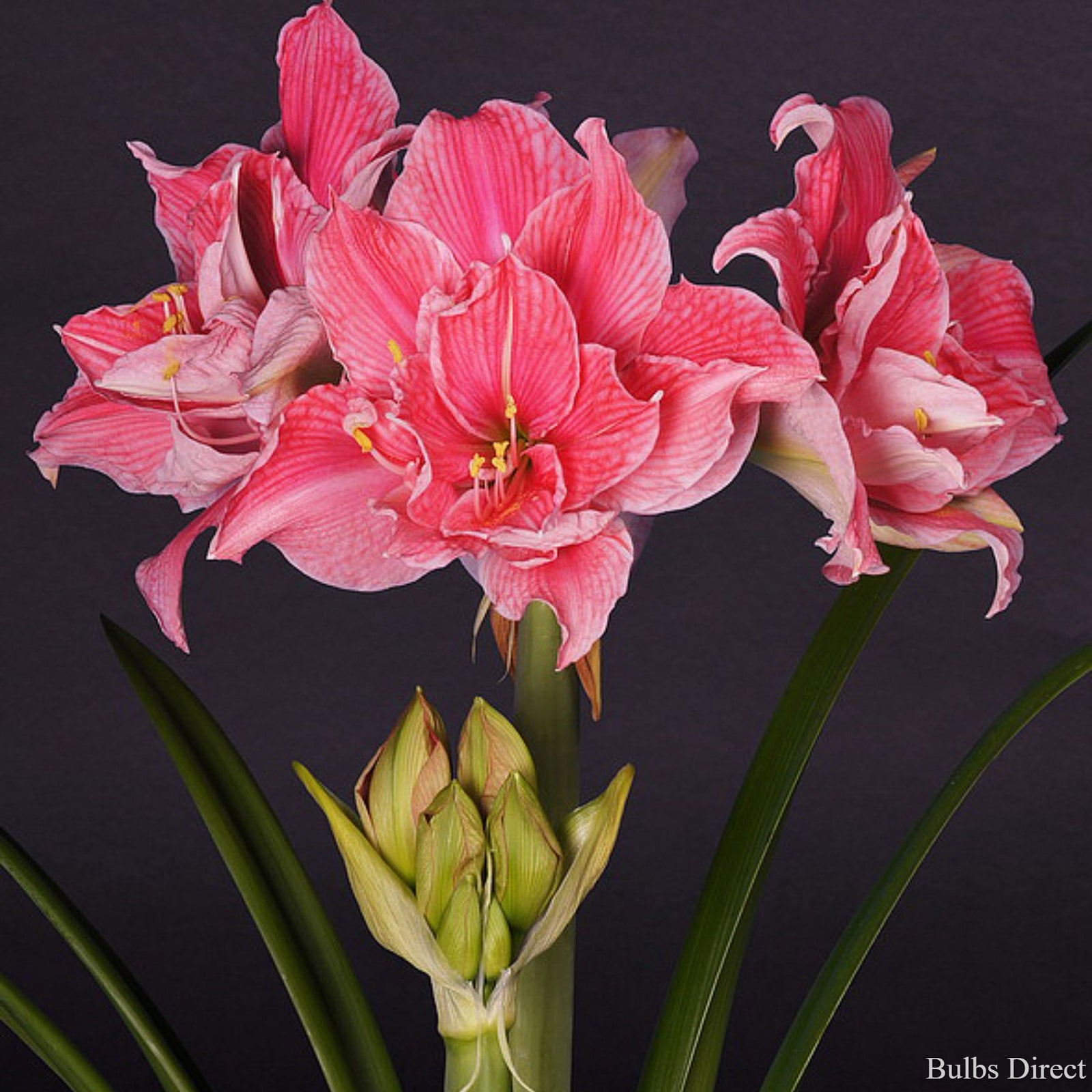 Hippeastrum Sweet Nymph | Double Pink Amaryllis