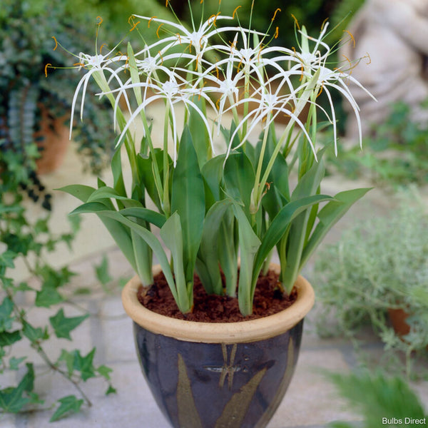 Hymenocallis harrisiana white spider lily